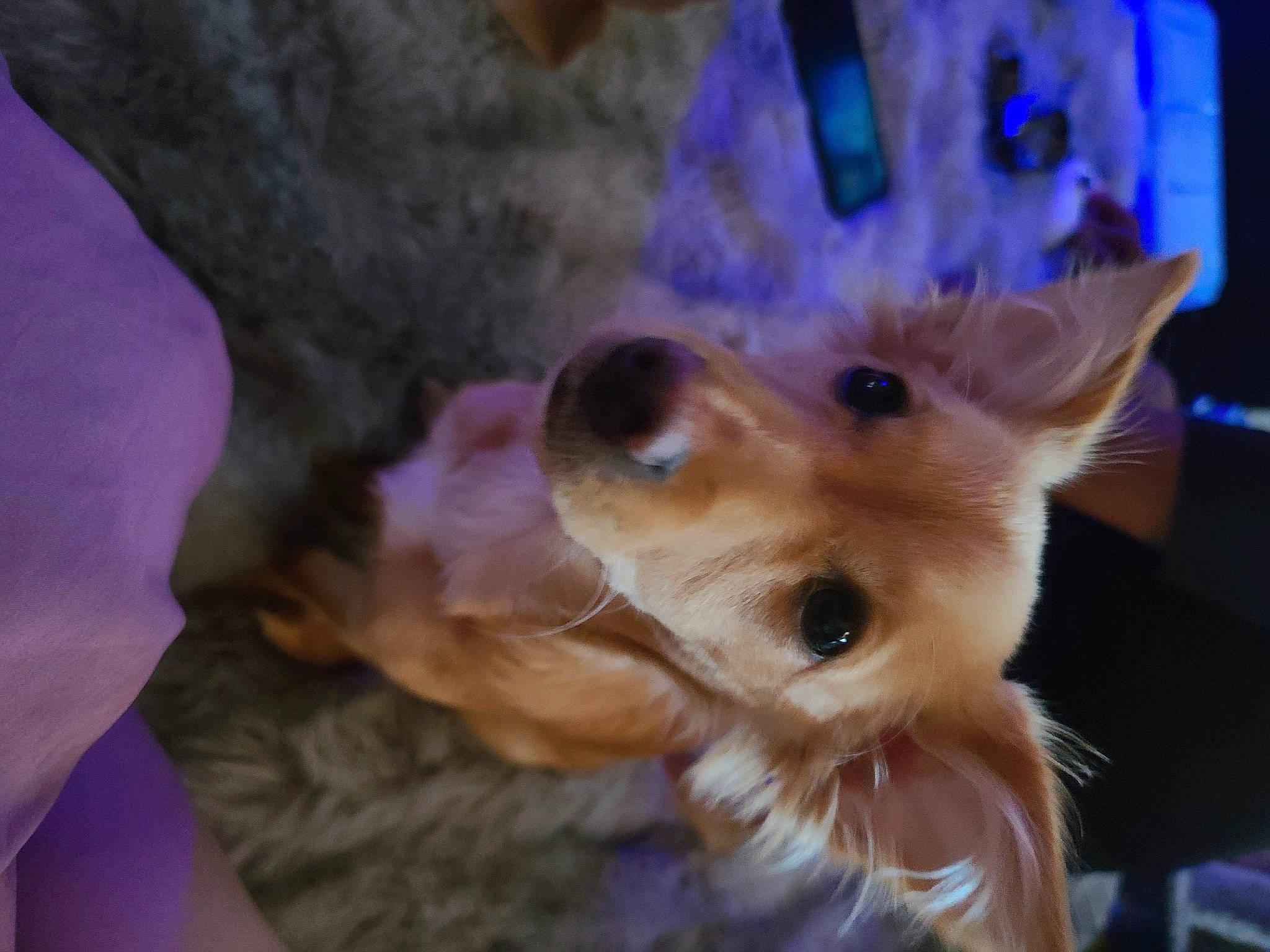 Fenneko joined the competition — help win amazing prizes! canidae, carnivore, companion_dog, dog, dog_breed, dog_supply, ear, electric_blue, fawn, felidae, fur, gesture, paw, pink, pomeranian, sporting_group, toy, toy_dog, whiskers, working_animal