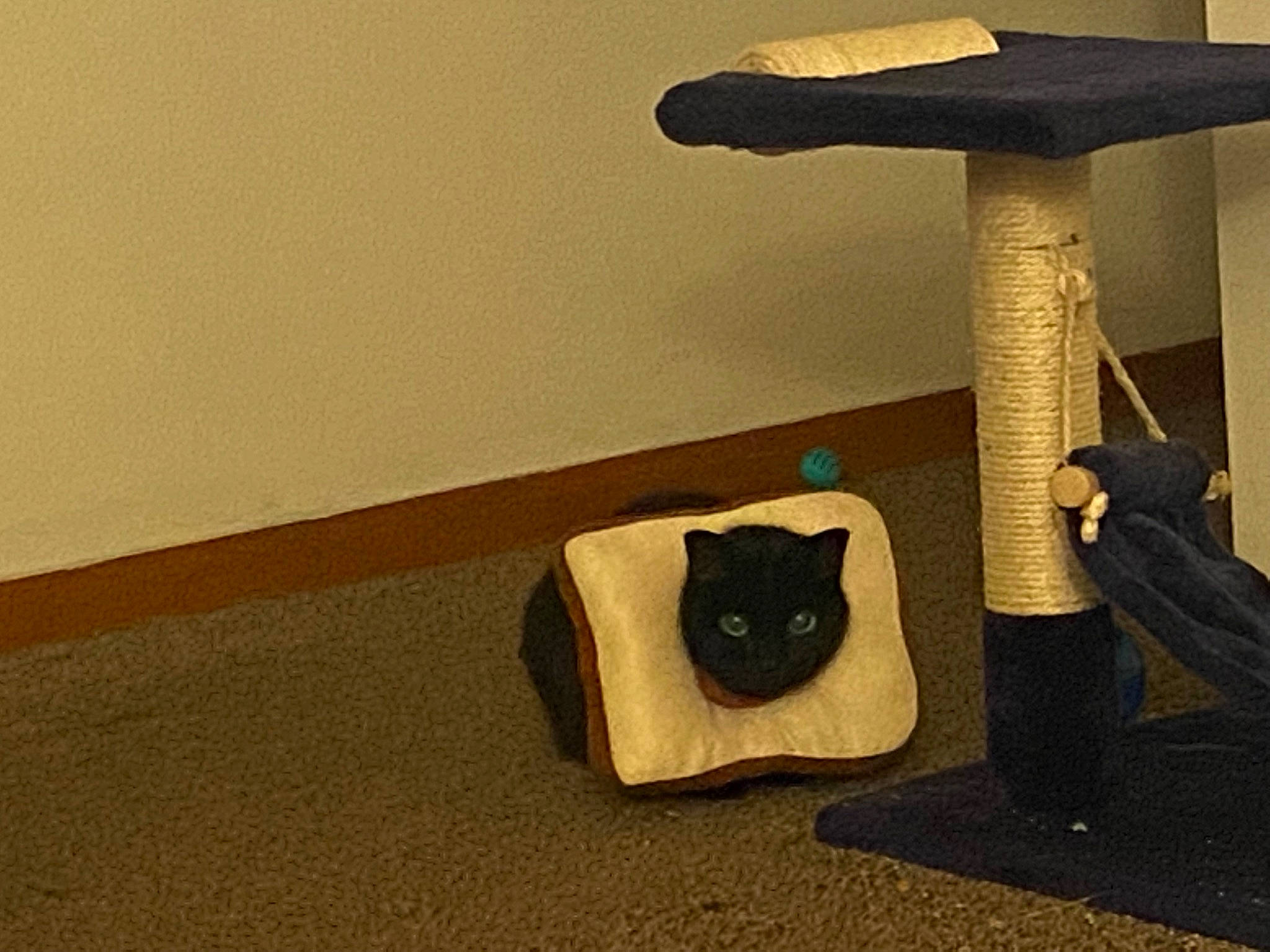 Edith is registered to the contest to win money with this photo: art, artifact, bag, cat_supply, chair, comfort, flooring, font, hardwood, household_supply, luggage_and_bags, musical_instrument, pedestal, plywood, room, shelf, still_life_photography, tail, trunk, wood