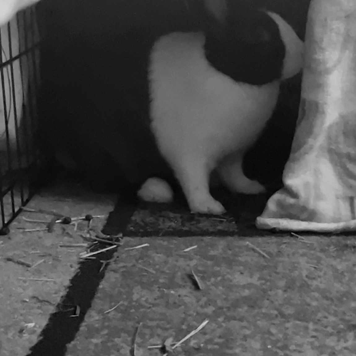 Thumper