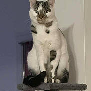 Vanille a rejoint le concours — aidez-le/la à gagner de superbes lots ! cat, feline, pet, animal, indoor, cat_tree, white, gray, striped, sitting, looking, ears, whiskers, tail, fur, domestic, cute, mammal, household, portrait