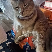 Aphi joined the competition — help win amazing prizes! cat, feline, pet, fur, sleepy, box, cereal_box, frosted_flakes, bubble_wrap, bed, blanket, striped, collar, paw, domestic_animal, indoor, resting, hairbrush, clutter, sleep