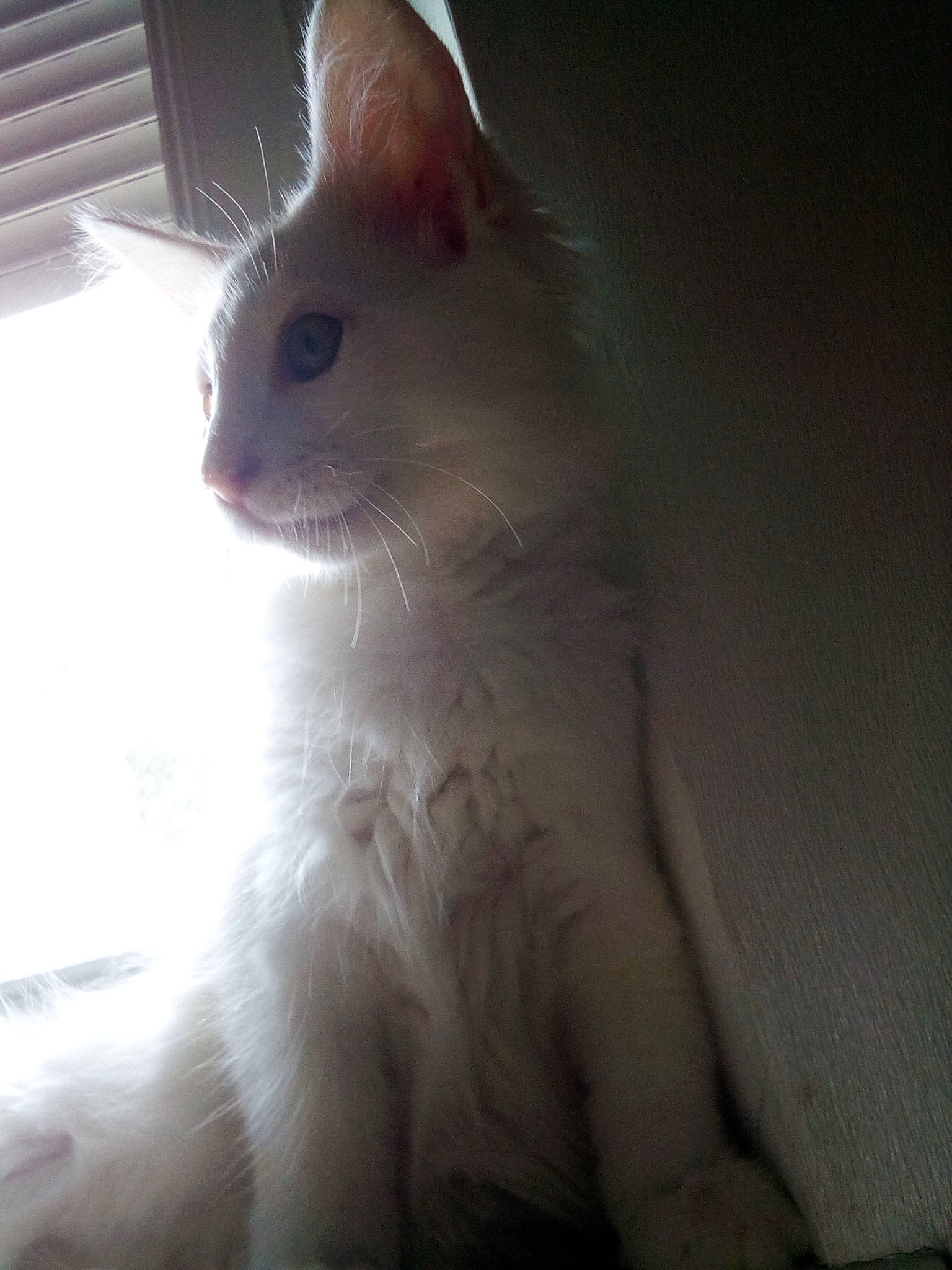 Pablo participe au concours pour gagner de l'argent avec cette photo : aegean_cat, carnivore, cat, colorpoint_shorthair, fawn, felidae, fur, javanese, mammal, small_to_medium_sized_cats, snout, tail, turkish_angora, turkish_van, vertebrate, whiskers