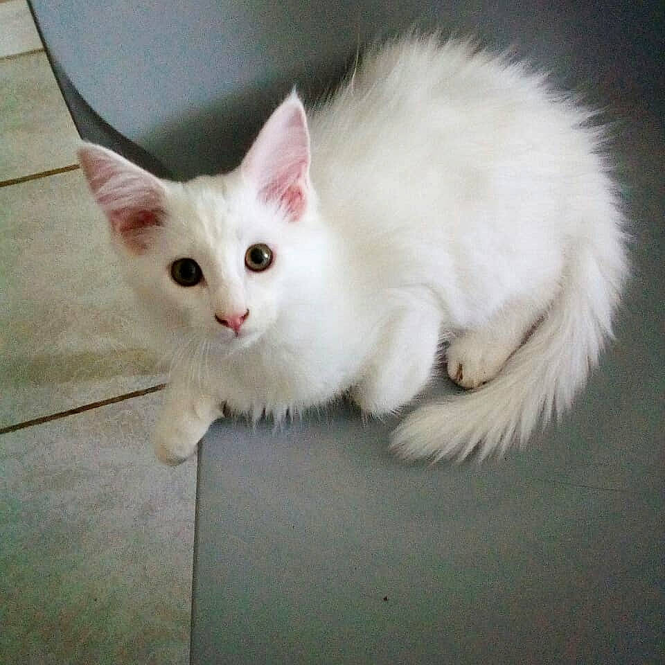 Pablo a rejoint le concours — aidez-le/la à gagner de superbes lots ! carnivore, cat, cymric, domestic_long_haired_cat, ear, eye, felidae, khao_manee, kitten, mammal, napoleon_cat, norwegian_forest_cat, ragamuffin, ragdoll, small_to_medium_sized_cats, tail, turkish_angora, turkish_van, vertebrate, whiskers