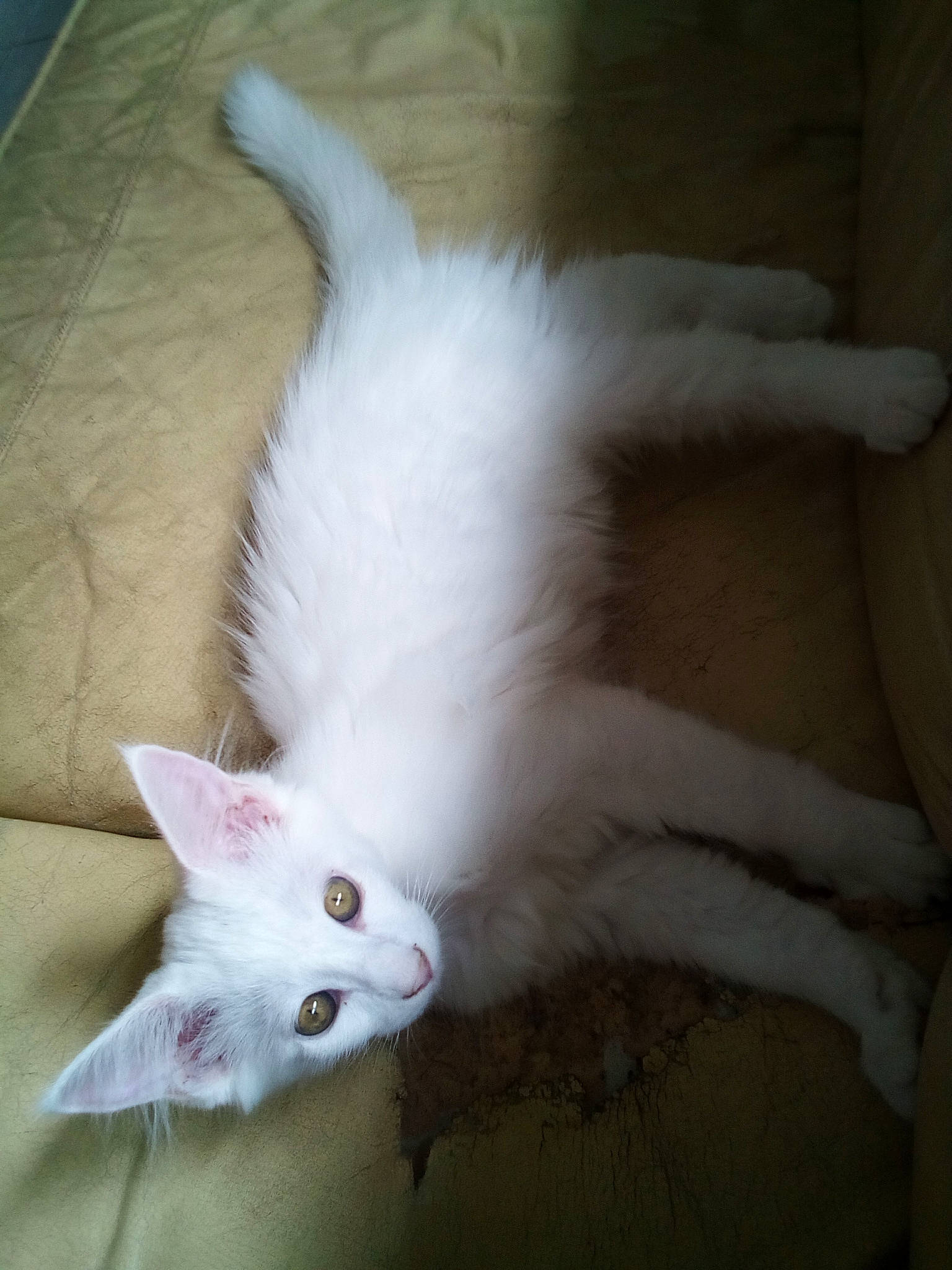 Pablo a rejoint le concours — aidez-le/la à gagner de superbes lots ! aegean_cat, burmilla, carnivore, cat, colorpoint_shorthair, felidae, fur, javanese, khao_manee, kitten, mammal, norwegian_forest_cat, persian, polydactyl_cat, small_to_medium_sized_cats, tail, turkish_angora, turkish_van, whiskers, white