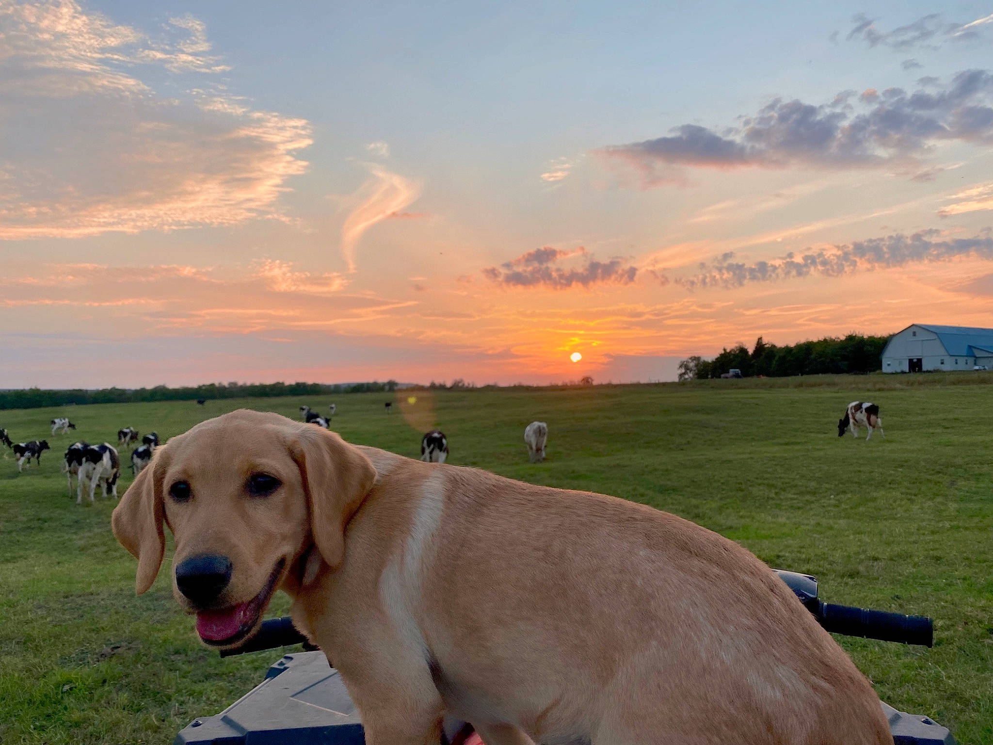 Nova is registered to the contest to win money with this photo: afterglow, carnivore, cloud, collar, companion_dog, dog, dog_breed, dusk, fawn, grass, grassland, horizon, landscape, mammal, plain, plant, sky, sunset, tree, working_animal