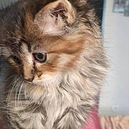 Athéna participe au concours pour gagner de l'argent avec cette photo : kitten, cat, fluffy, striped, young, pet, indoor, closeup, feline, cute, fur, whiskers, ears, face, animal, domestic, soft, cozy, red_surface, blurred_background