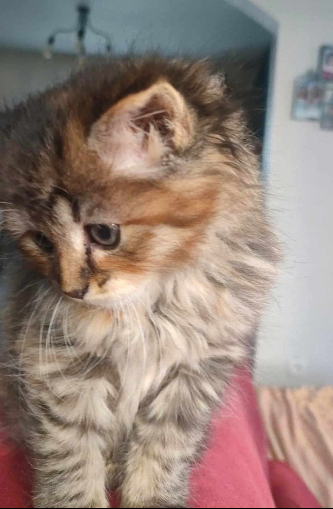 Athéna participe au concours pour gagner de l'argent avec cette photo : kitten, cat, fluffy, striped, young, pet, indoor, closeup, feline, cute, fur, whiskers, ears, face, animal, domestic, soft, cozy, red_surface, blurred_background