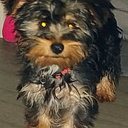 Tokyo a rejoint le concours — aidez-le/la à gagner de superbes lots ! dog, small_dog, fur, black_fur, tan_fur, pet, indoor, floor, collar, animal, cute, blurry, yellow_eyes, standing, looking_at_camera, canine, domestic_animal, mammal, companion, portrait