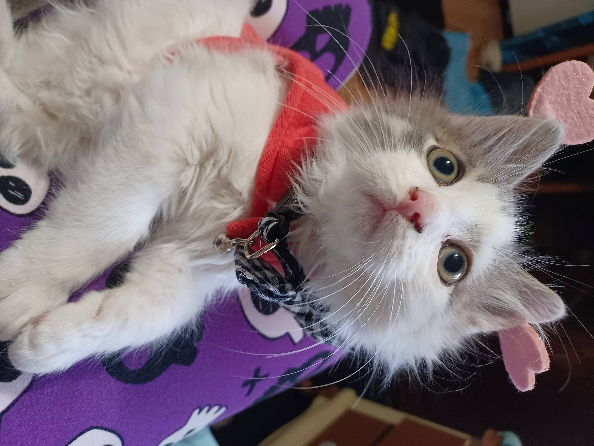 Cheshire joined the competition — help win amazing prizes! carnivore, cat, cat_toy, claw, collar, companion_dog, domestic_short_haired_cat, fawn, felidae, fur, paw, small_to_medium_sized_cats, snout, tail, whiskers