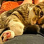 cat, tabby_cat, paw, close_up, indoor, feline, pet, fur, whiskers, relaxing, comfort, cushion, orange, soft, animal, mammal, cute, resting, domestic_cat, pink_paw