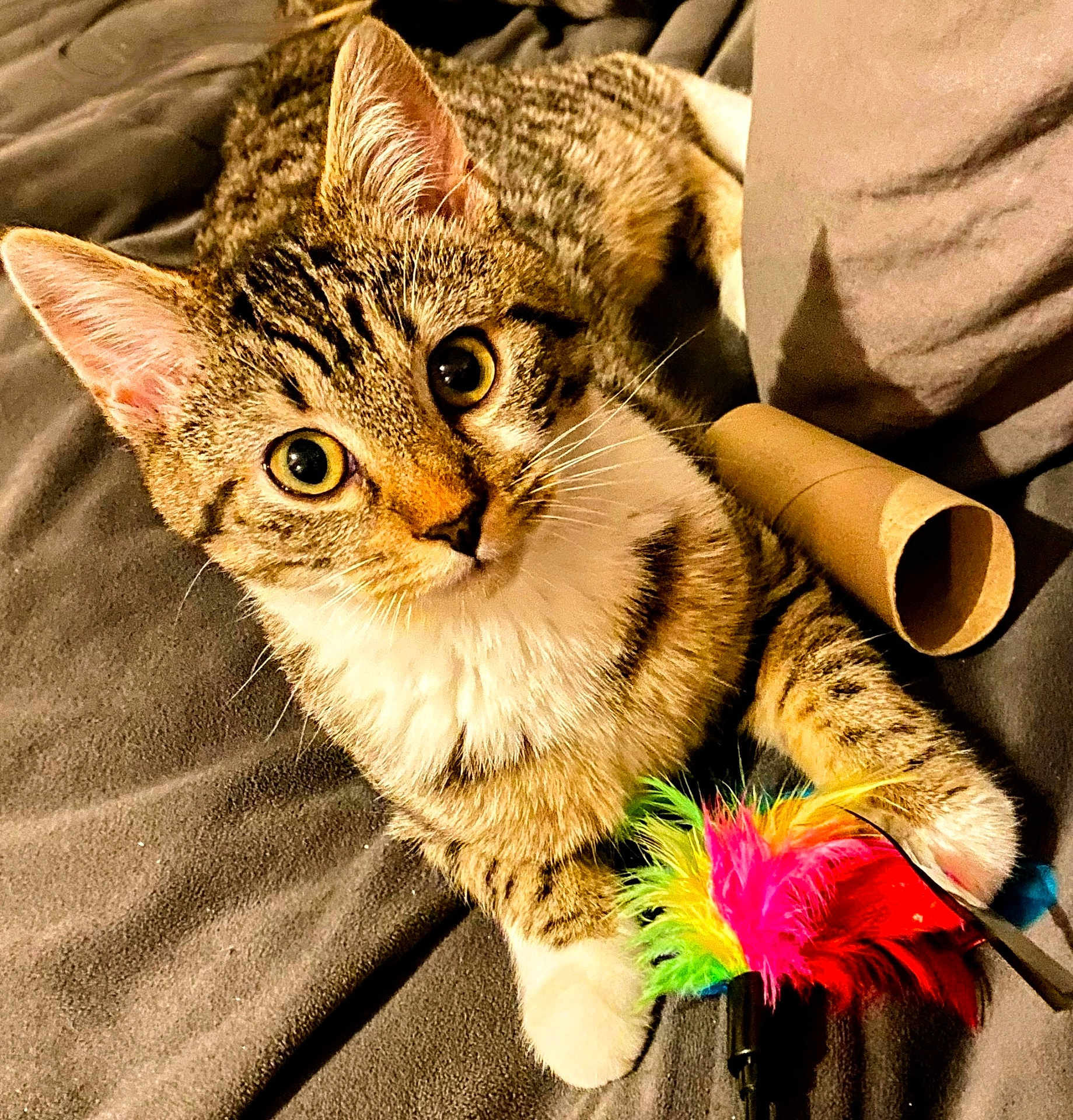 Aloha a rejoint le concours — aidez-le/la à gagner de superbes lots ! cat, kitten, tabby, playful, feather_toy, cardboard_tube, pet, animal, cute, whiskers, feline, indoor, soft, blanket, curious, claws, paws, striped, closeup, resting