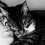 Aloha a rejoint le concours — aidez-le/la à gagner de superbes lots ! cat, tabby_cat, person, glasses, face, close_up, black_and_white, affection, cuddle, pet, animal, indoor, cozy, sleeping_cat, love, companion, portrait, whiskers, feline, human
