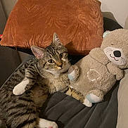 Aloha participe au concours pour gagner de l'argent avec cette photo : cat, couch, cozy, cute, domestic_animal, feline, fur, home, indoor, paw, pet, pillow, plush_toy, relaxing, resting, soft_toy, striped, tabby_cat, teddy_bear, whiskers