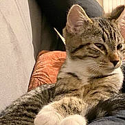 Aloha participe au concours pour gagner de l'argent avec cette photo : cat, tabby, animal, pet, indoor, couch, cushion, fur, whiskers, relaxed, closeup, feline, paw, striped, domestic, mammal, seated, home, resting, cute