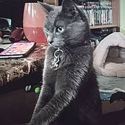 Bella is registered to the contest to win money with this photo: cat, gray_cat, pet, animal, sitting, upright, bell_collar, whiskers, green_eyes, fur, portrait, indoors, living_room, bookshelf, books, cushion, table, tablet, toys, home_decor