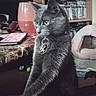 cat, gray_cat, pet, animal, sitting, upright, bell_collar, whiskers, green_eyes, fur, portrait, indoors, living_room, bookshelf, books, cushion, table, tablet, toys, home_decor
