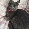 Bella is registered to the contest to win money with this photo: cat, gray_cat, pet, animal, feline, portrait, close_up, green_eyes, red_collar, collar, indoors, blanket, bed, cozy, lounging, lying_down, fur, whiskers, ears, photography