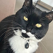 Holly joined the competition — help win amazing prizes! cat, black_and_white, close_up, whiskers, collar, indoor, pet, yellow_eyes, feline, fur, domestic_animal, portrait, animal, cute, face, sitting, looking, tag, black_fur, white_fur