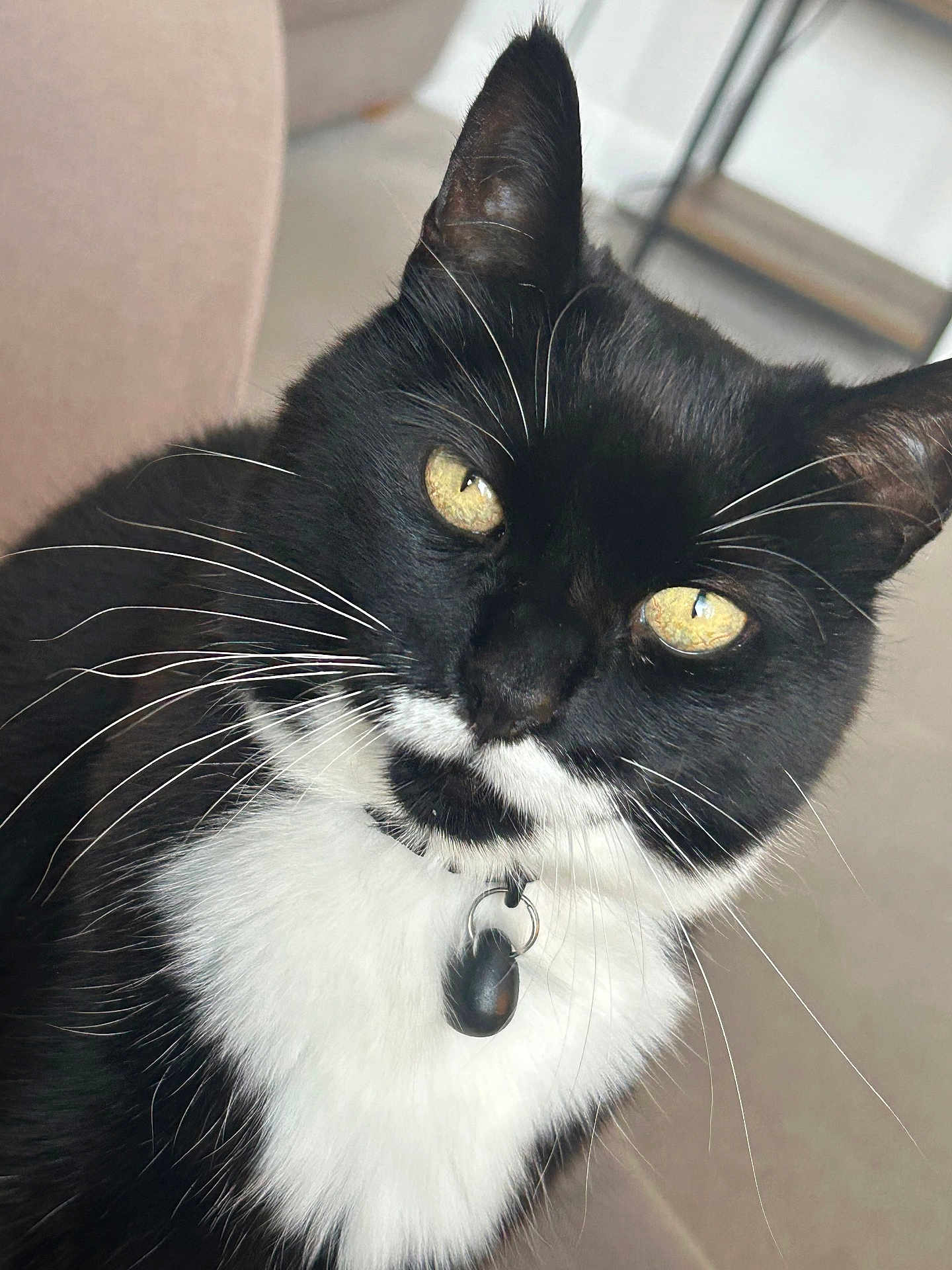 Holly joined the competition — help win amazing prizes! cat, black_and_white, close_up, whiskers, collar, indoor, pet, yellow_eyes, feline, fur, domestic_animal, portrait, animal, cute, face, sitting, looking, tag, black_fur, white_fur