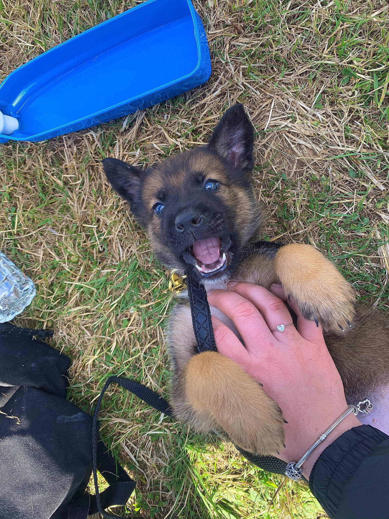 Chopper participe au concours pour gagner de l'argent avec cette photo : belgian_shepherd, belgian_shepherd_malinois, bohemian_shepherd, canidae, carnivore, dog, dog_breed, fawn, german_shepherd_dog, grass, king_shepherd, kunming_wolfdog, mammal, old_german_shepherd_dog, shiloh_shepherd_dog, snout, vertebrate, working_dog