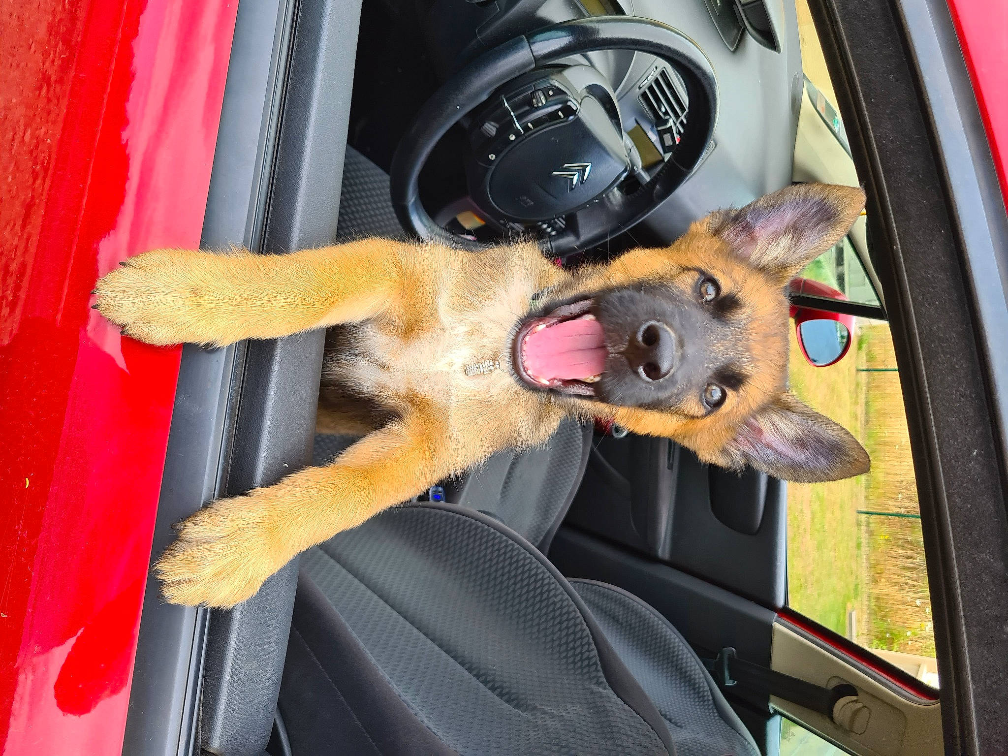Chopper a rejoint le concours — aidez-le/la à gagner de superbes lots ! auto_part, canidae, car, car_seat, carnivore, dog, dog_breed, door, family_car, fawn, german_shepherd_dog, seat_belt, snout, sporting_group, street_dog, vehicle, vehicle_door