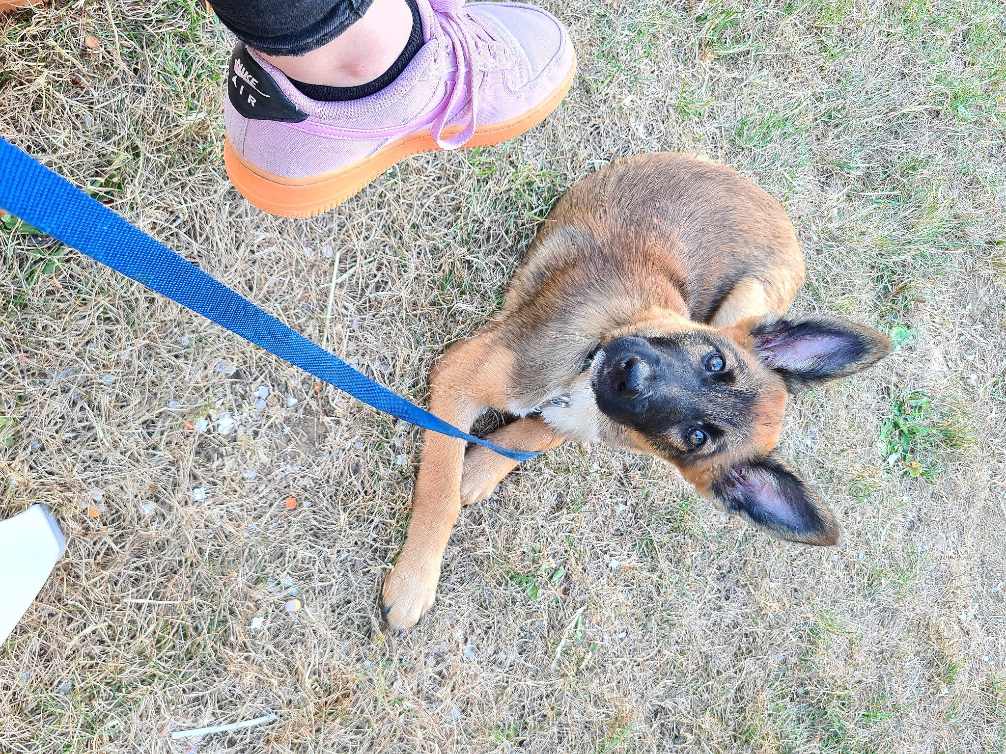 Chopper a rejoint le concours — aidez-le/la à gagner de superbes lots ! belgian_shepherd_malinois, canidae, carnivore, dog, dog_breed, fawn, german_shepherd_dog, grass, leash, puppy, snout, working_dog