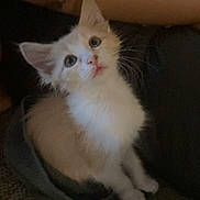 Kiki is registered to the contest to win money with this photo: animal, arm, beige, cat, closeup, companion, cozy, curious, cute, domestic, fabric, furry, indoor, kitten, pet, sitting, small, whiskers, white, wide_eyes