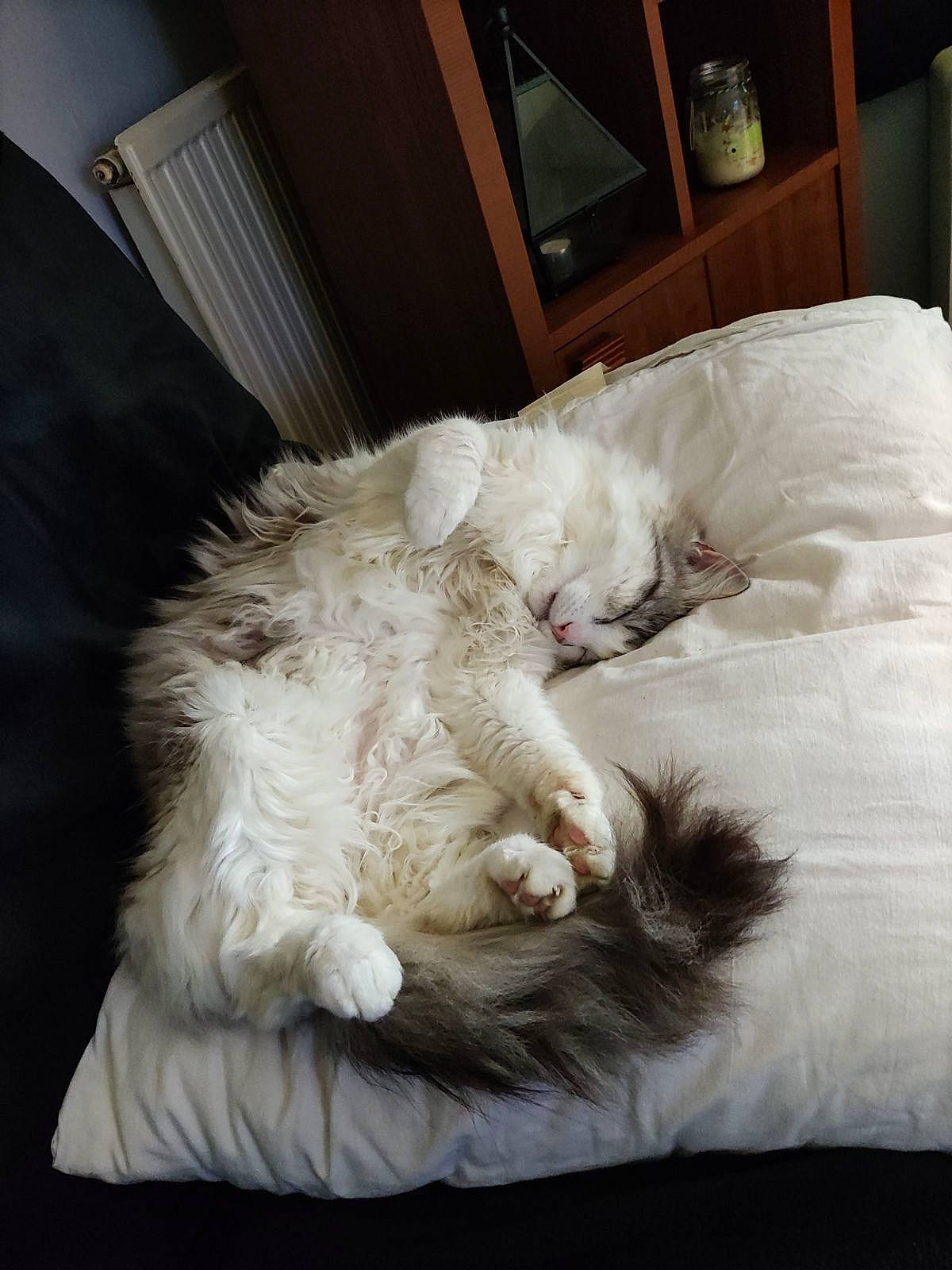 Olaf a rejoint le concours — aidez-le/la à gagner de superbes lots ! bed, bed_sheet, bedding, canidae, carnivore, cat, claw, comfort, companion_dog, duvet, felidae, fur, linens, nap, paw, small_to_medium_sized_cats, snout, sporting_group, tail, whiskers