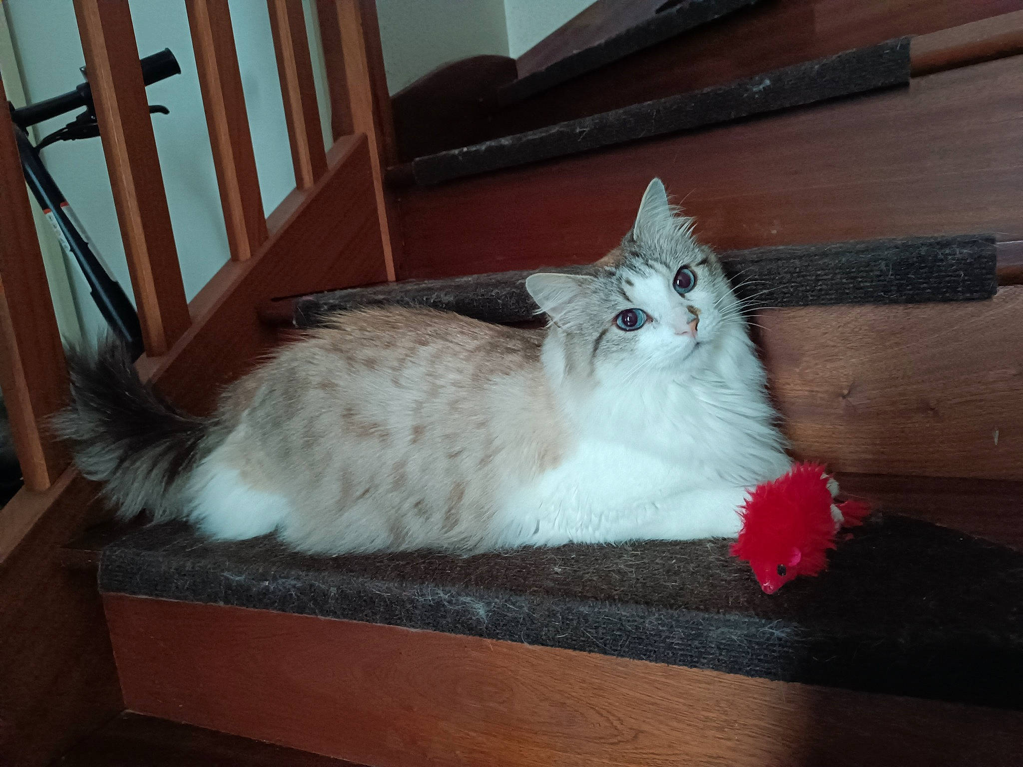 Olaf a rejoint le concours — aidez-le/la à gagner de superbes lots ! carnivore, cat, claw, comfort, domestic_short_haired_cat, fawn, felidae, flooring, fur, hardwood, lap, paw, small_to_medium_sized_cats, snout, tail, terrestrial_animal, whiskers, wood, wood_stain