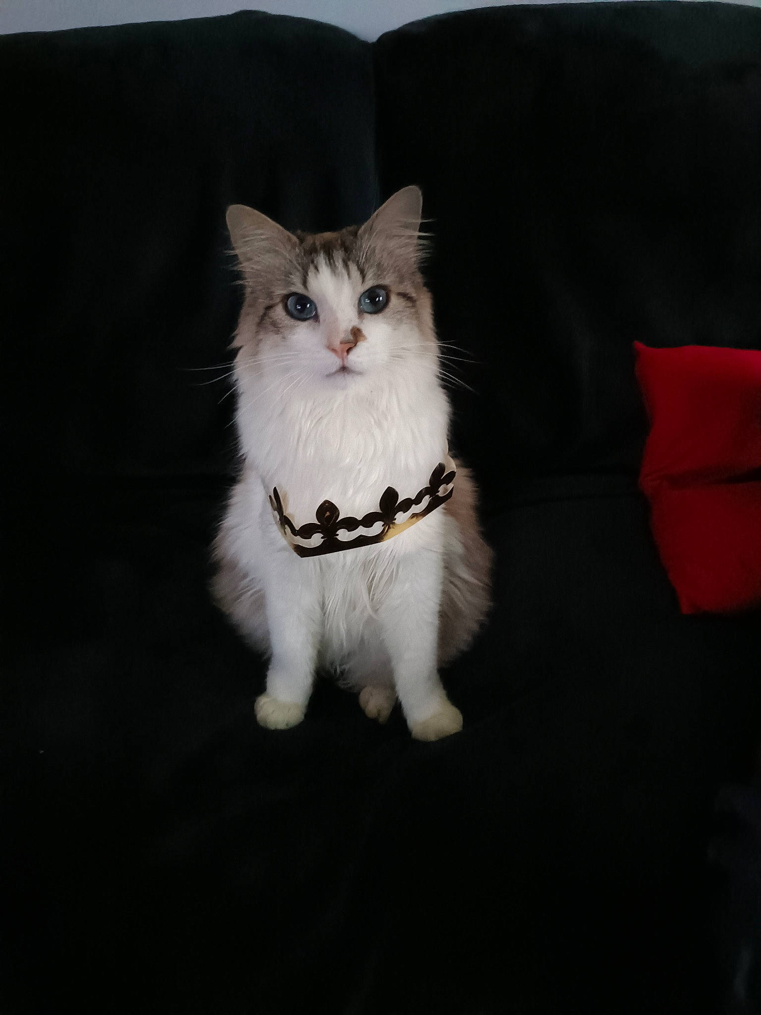 Olaf a rejoint le concours — aidez-le/la à gagner de superbes lots ! carnivore, cat, claw, comfort, darkness, domestic_short_haired_cat, felidae, fur, pattern, paw, pillow, sitting, small_to_medium_sized_cats, snout, tail, terrestrial_animal, throw_pillow, whiskers, window