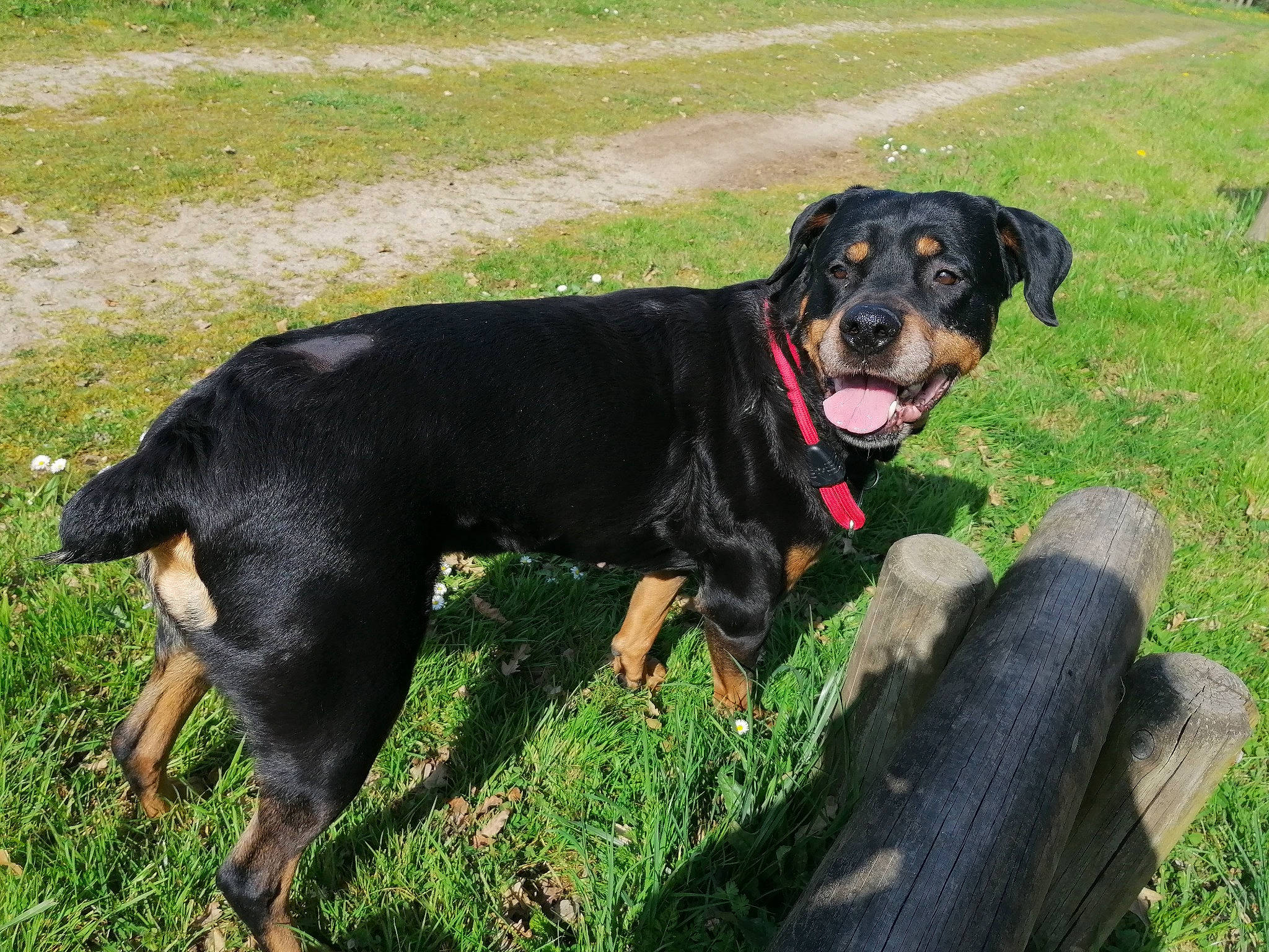 Nickita participe au concours pour gagner de l'argent avec cette photo : borador, canidae, carnivore, collar, companion_dog, dog, dog_breed, dog_collar, grass, guard_dog, hunting_dog, leash, personal_protective_equipment, pet_supply, plant, sporting_group, tail, working_animal, working_dog