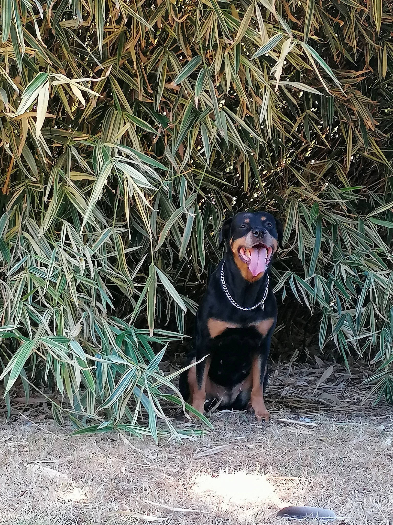Nickita participe au concours pour gagner de l'argent avec cette photo : adventure, canidae, carnivore, dog, dog_breed, grass, hunting_dog, jungle, landscape, people_in_nature, plant, recreation, soil, sporting_group, sunglasses, t_shirt, tasmanian_devil, terrestrial_animal, terrestrial_plant, tree