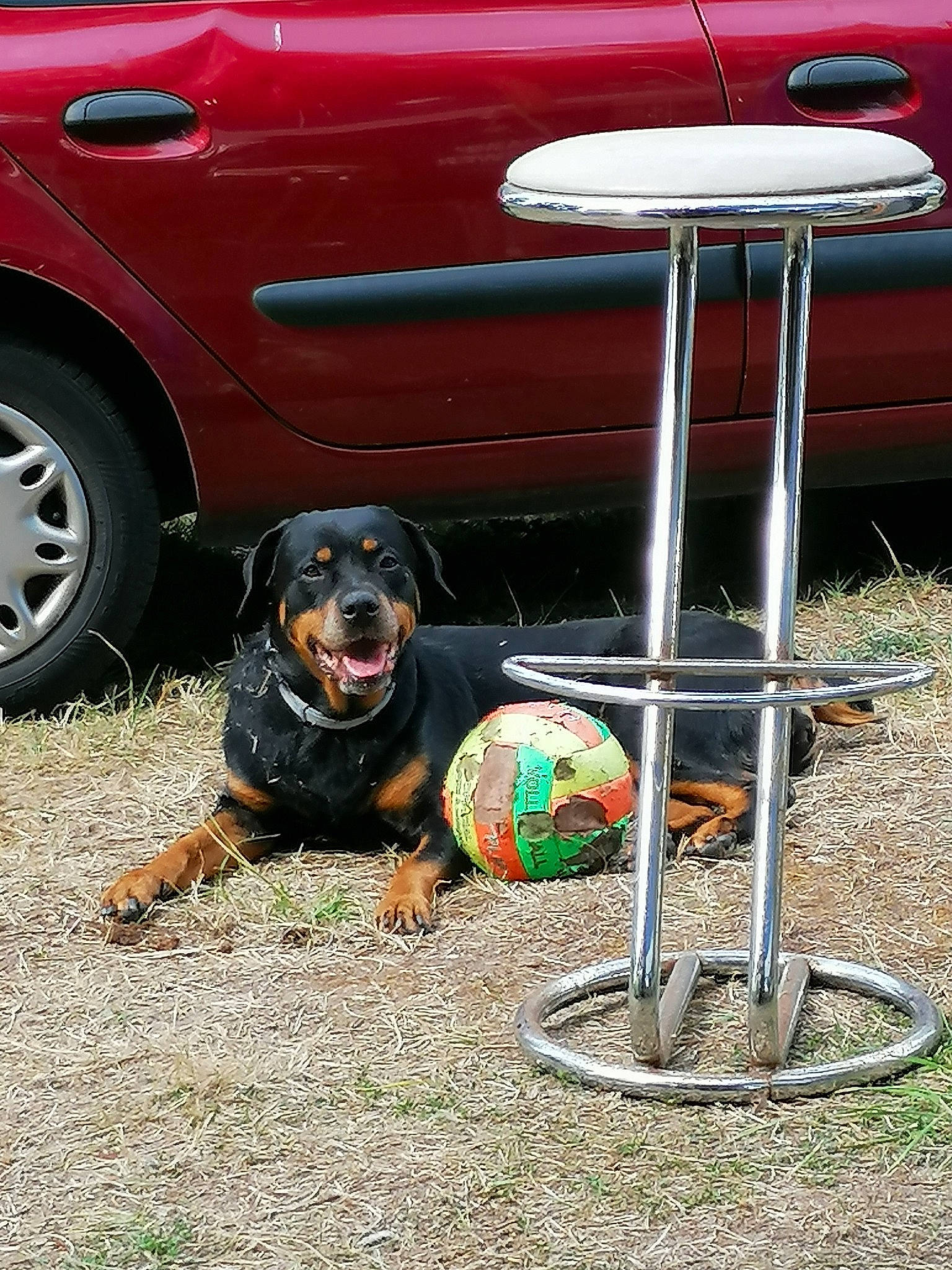 Nickita a rejoint le concours — aidez-le/la à gagner de superbes lots ! automotive_design, automotive_lighting, automotive_tire, bumper, car, carnivore, dog, fender, gas, grass, grille, hood, motor_vehicle, parking, tints_and_shades, tire, trunk, vehicle, vehicle_door, wheel