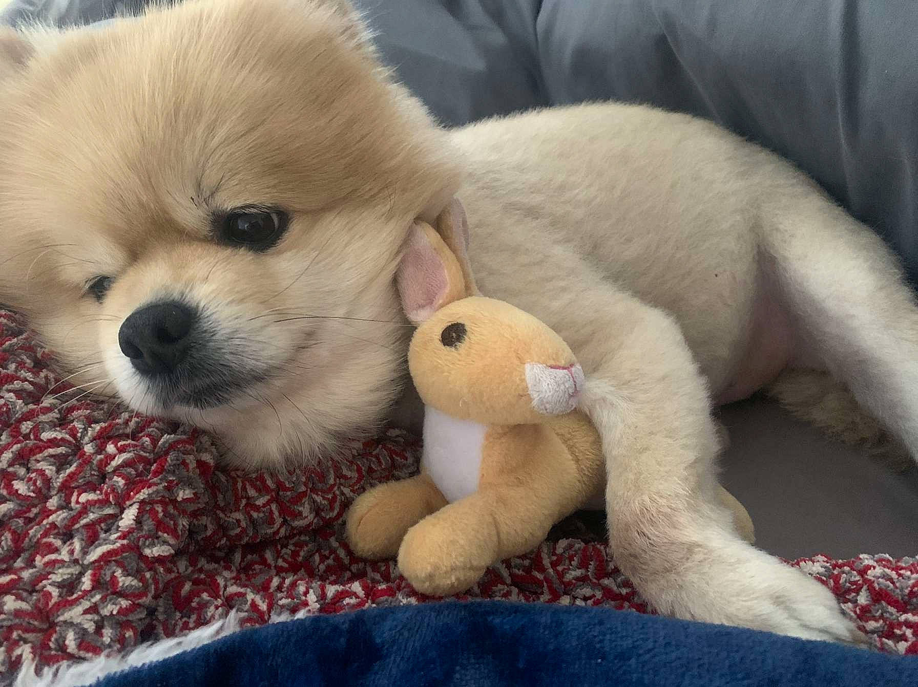 Remi is registered to the contest to win money with this photo: canidae, carnivore, comfort, companion_dog, corgi_chihuahua, dog, dog_breed, fawn, fur, paw, puppy, snout, sporting_group, stuffed_toy, tail, terrestrial_animal, toy, toy_dog, whiskers, working_animal