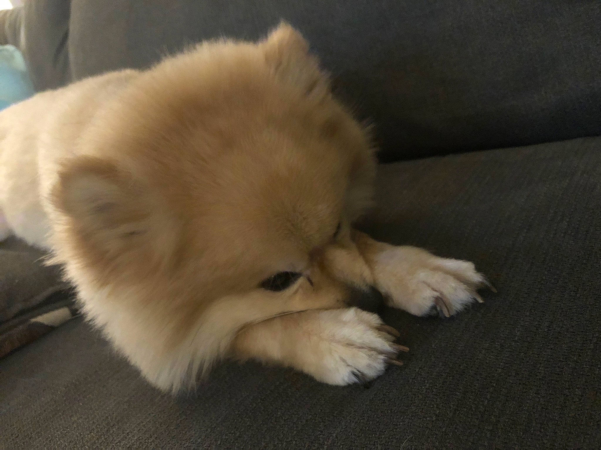 Remi joined the competition — help win amazing prizes! canidae, carnivore, companion_dog, dog, dog_breed, fawn, fur, german_spitz, german_spitz_klein, german_spitz_mittel, paw, pomeranian, snout, spitz, sporting_group, tail, toy_dog, volpino_italiano, whiskers, working_animal