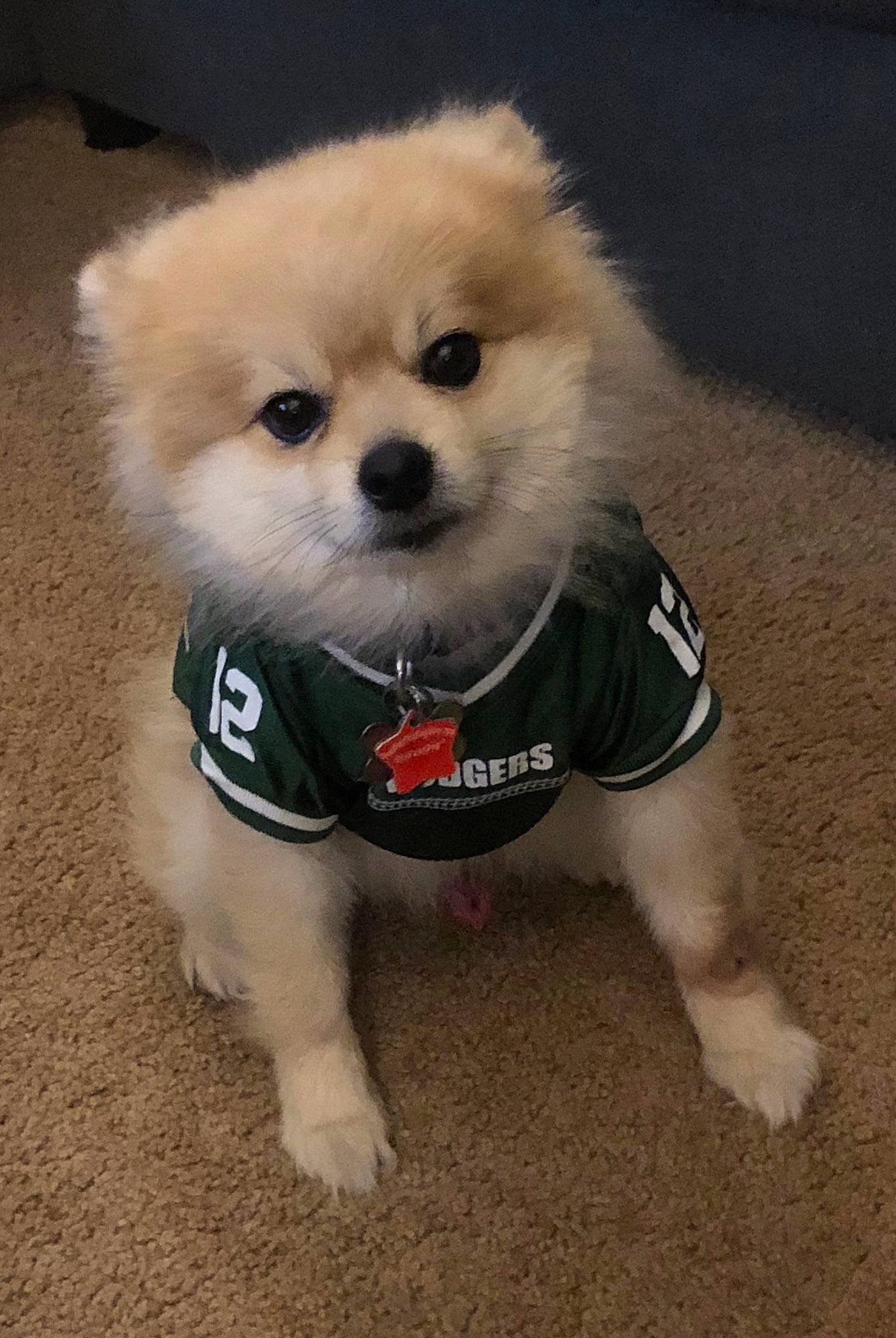 Remi is registered to the contest to win money with this photo: ancient_dog_breeds, canidae, carnivore, companion_dog, corgi_chihuahua, dog, dog_breed, dog_clothes, dog_supply, fawn, fur, german_spitz, german_spitz_klein, maltepoo, non_sporting_group, snout, spitz, sporting_group, toy_dog, working_animal