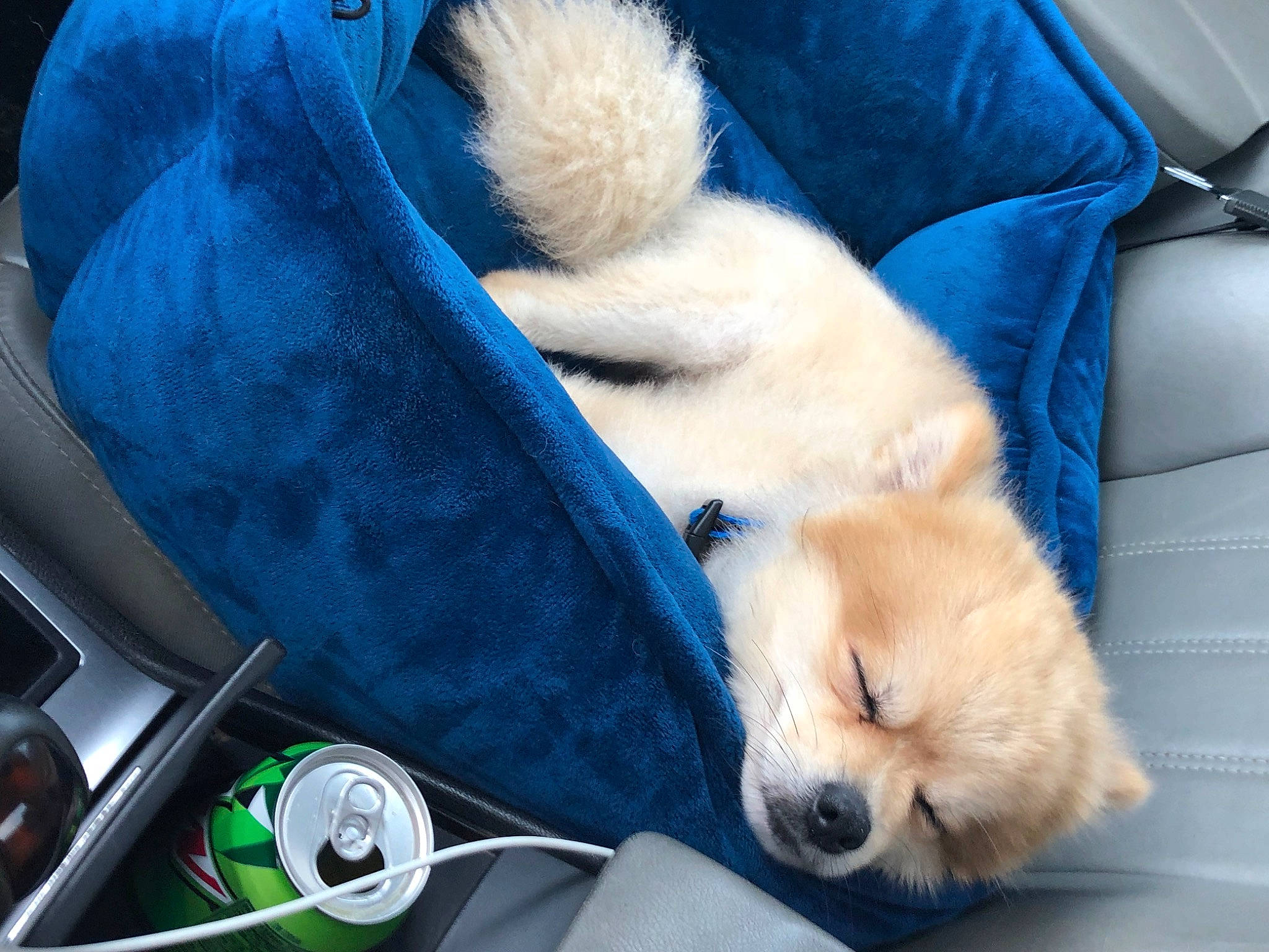 Remi joined the competition — help win amazing prizes! blue, canidae, car_seat, carnivore, comfort, companion_dog, dog, dog_breed, electric_blue, family_car, fawn, fur, personal_luxury_car, snout, sporting_group, steering_wheel, vehicle_door, white, windshield, working_animal