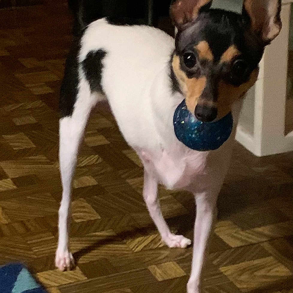 Toby