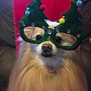 Achilles is registered to the contest to win money with this photo: animal, brown, christmas, christmas_tree, costume, cute, decorative, dog, eyewear, face, festive, fluffy, funny, furniture, glasses, holiday, indoor, pet, portrait, seated