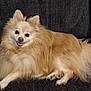 Achilles is registered to the contest to win money with this photo: animal, canine, comfortable, couch, cozy, cream_colored, cute, dog, domestic, fluffy, friendly, fur, happy, indoor, pet, pomeranian, relaxed, sitting, small_dog, smiling