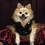 Achilles is registered to the contest to win money with this photo: animal, costume, cushion, cute, decorative, dog, fabric, fluffy, furry, indoors, luxury, pet, pomeranian, portrait, resting, royal, ruffled_collar, smiling, velvet, vest