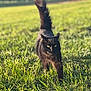 cat, black_cat, grass, outdoor, animal, pet, sunlight, nature, field, walking, tail, feline, mammal, green, daytime, blurred_background, close_up, eyes, whiskers, fur