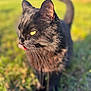 black_cat, cat, animal, pet, outdoor, grass, sunlight, tongue_out, whiskers, yellow_eyes, feline, close_up, cute, nature, mammal, fur, playful, portrait, daylight, blurred_background