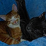 Tito And Mango is registered to the contest to win money with this photo: black_cat, blanket, blue_blanket, cat, close_up, companionship, cozy, cute, feline, fur, ginger_cat, indoor, nap, paws, pet, portrait, sleeping, snuggling, two_animals, whiskers