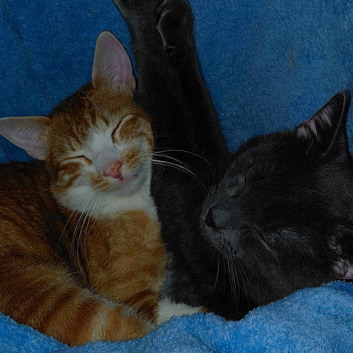 Tito And Mango is registered to the contest to win money with this photo: black_cat, blanket, blue_blanket, cat, close_up, companionship, cozy, cute, feline, fur, ginger_cat, indoor, nap, paws, pet, portrait, sleeping, snuggling, two_animals, whiskers