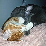 Tito And Mango is registered to the contest to win money with this photo: bedding, blanket, cat, cats, close_up, cozy, cuddling, cute, ear, feline, fur, grey_cat, indoor, nap, orange_cat, paws, pet, sleeping, tabby, whiskers