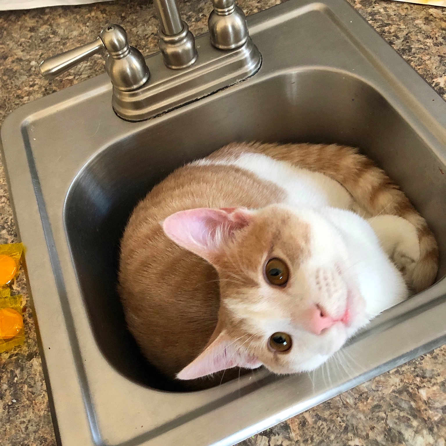 Toby is registered to the contest to win money with this photo: canidae, carnivore, cat, fawn, felidae, pet_supply, plumbing_fixture, puppy, sink, washing