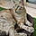 Feline