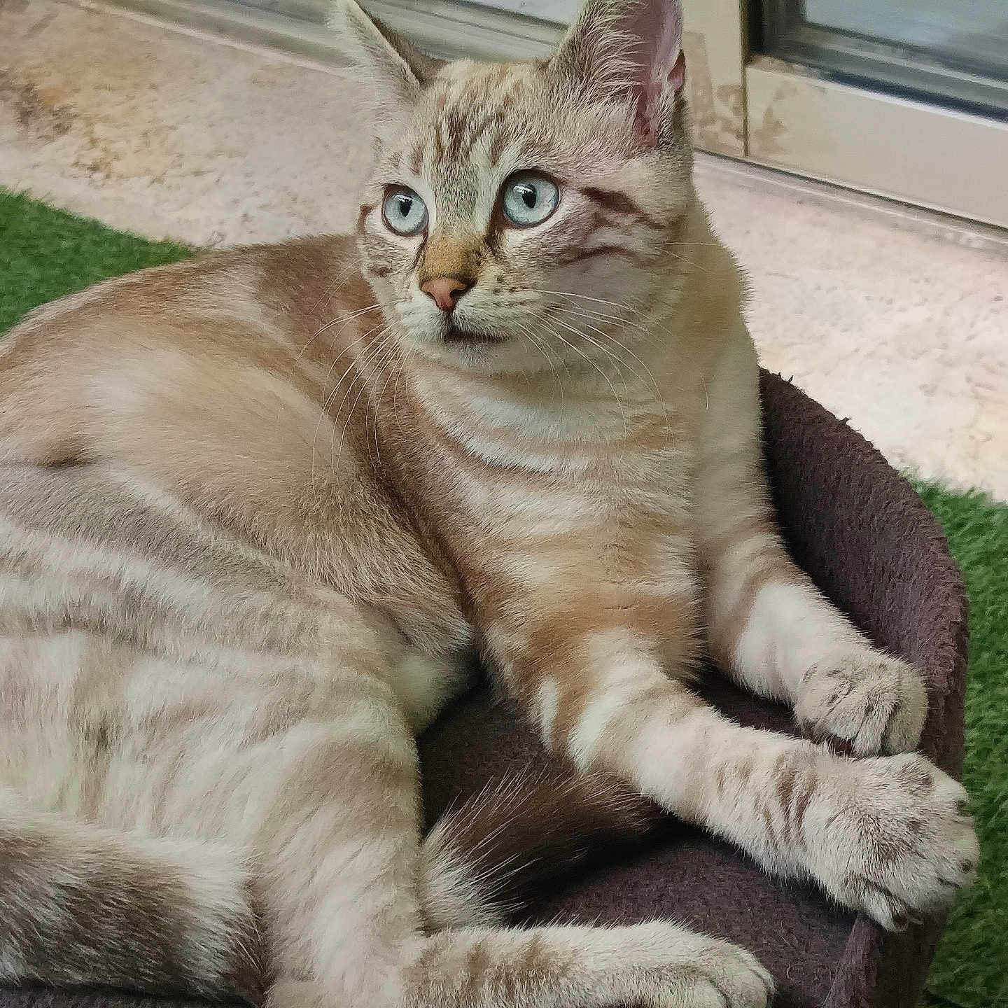 Feline a rejoint le concours — aidez-le/la à gagner de superbes lots ! alert, animal, bed, blue_eyes, cat, closeup, cute, ears, feline, fur, indoor, mammal, paws, pet, relaxed, resting, striped, tabby, tail, whiskers