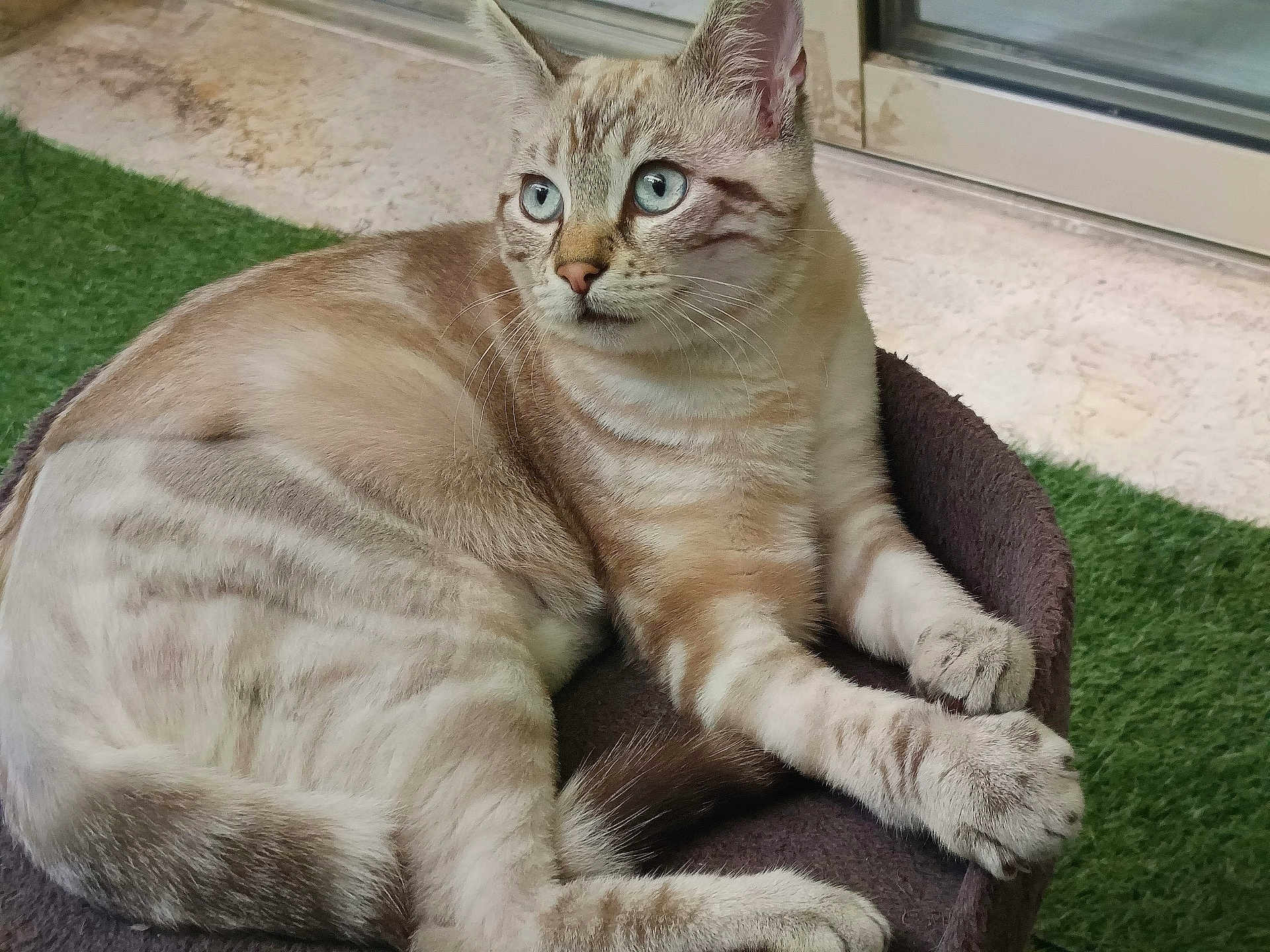 Feline a rejoint le concours — aidez-le/la à gagner de superbes lots ! cat, blue_eyes, tabby, feline, pet, animal, fur, paws, relaxed, bed, indoor, alert, whiskers, ears, tail, striped, resting, closeup, mammal, cute